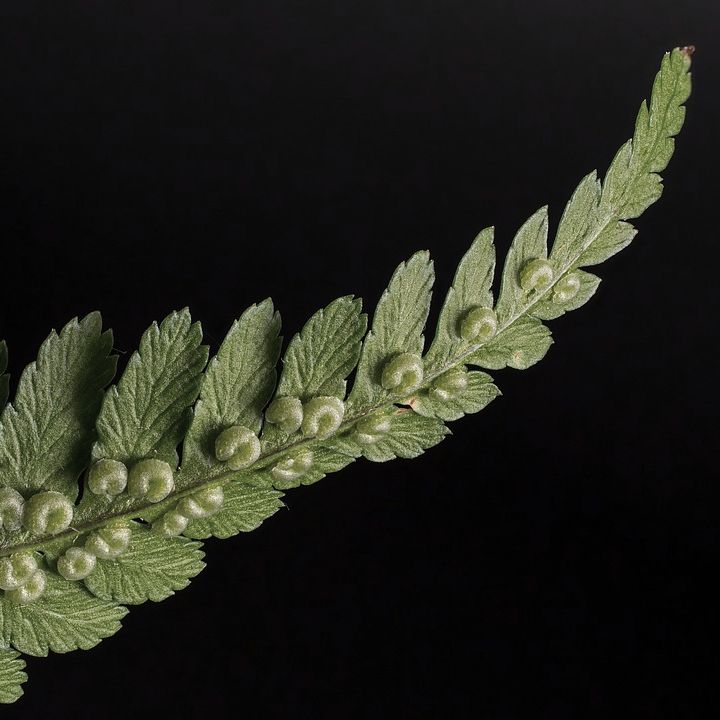 Fern frond with kidney-shaped sori
