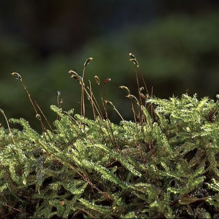 Moss with sporophytes