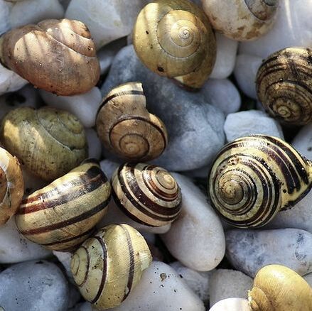 Brown-lipped snail shells