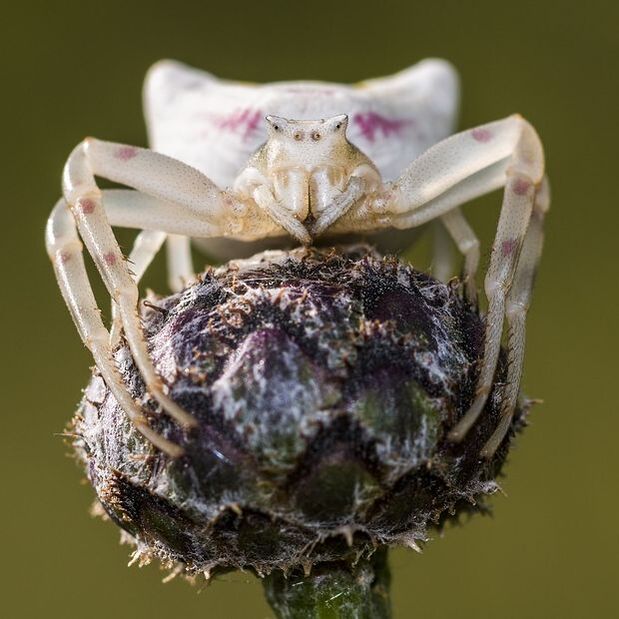 A crab spider 
