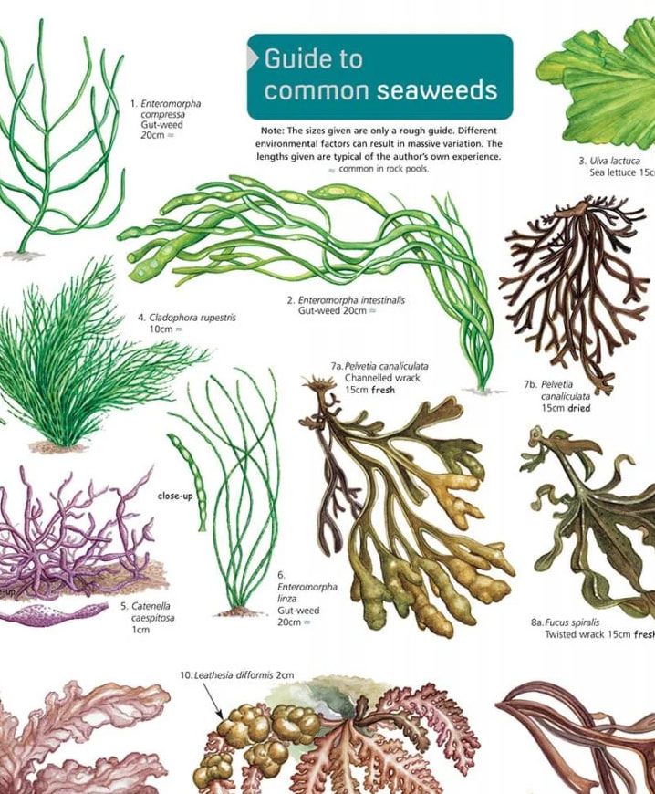 Identifying seaweed - Taxonomic Collections